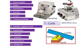 Técnica histológica de rutina - Microscopía