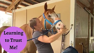 Ginny, a Rescued Horse who Works on Trusting Me Horse Massage Part 2