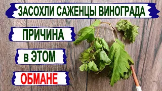 🍇 Засохли САЖЕНЦЫ ВИНОГРАДА после пересадки? А дело в ЭТОМ ОБМАНЕ, а совсем не в ПЕРЕЛИВЕ ВОДОЙ.