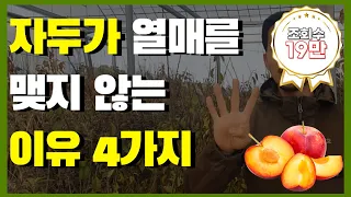 자두 열매가 맺지 않는 이유 4가지 #유실수 #유실수 추천 #과일나무 #과일나무 추천 #과일나무 키우기 #정원수 #정원수 추천 #조경수 #조경수 추천 #나무왕 #에버그린농원