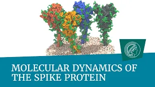 Molecular dynamics of the spike protein
