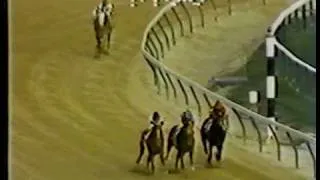 Affirmed vs Alydar - 1977 Laurel Futurity (6th Meeting)