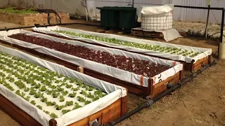 How to build a small commercial DWC aquaponics system on a shoestring - For less than $1700