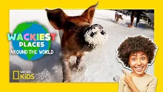 Swim with Pigs! | Wackiest Places Around the World