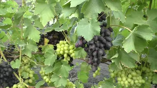 Виноградник станом на 25 серпня