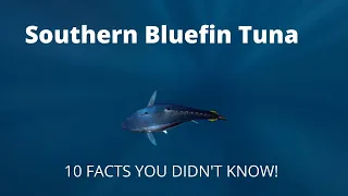 10 Facts You Didn't Know About Southern Bluefin Tuna