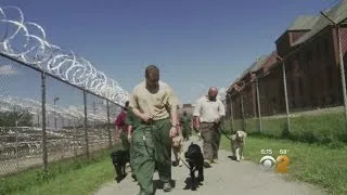 Prison Dogs: Puppies Behind Bars