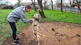 Этих Животных Пытались Спасти в Самый Последний Момент