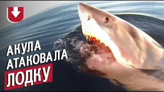 Большая акула кружится вокруг лодки с рыбаками