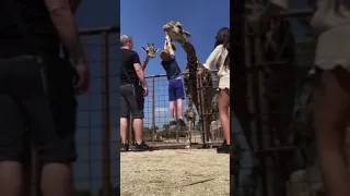 жираф утащил ребёнка🤣giraffe dragged the baby away#shorts