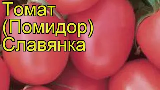 Томат обыкновенный Славянка. Краткий обзор, описание характеристик, где купить саженцы, семена