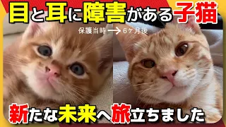 【神戸保護猫】目と耳に障害がある子猫が新たな未来へ旅立ちました