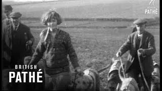 Irish Wolfhounds (1933)