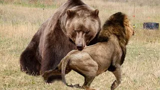 Most Amazing Bear Attacks caught on camera