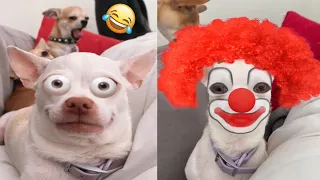 😡Angry Chihuahua & Funny Dog 😂 That Will Make Your Day Better #2