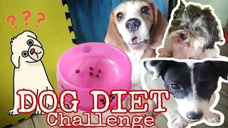 PRETENDING DOG ON A DIET CHALLENGE | YOU NEED TO WATCH THIS - DOG FUNNY CHALLENGE | (dog diet prank)