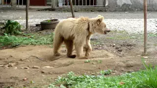 Маша . Бедийская  сторожевая.