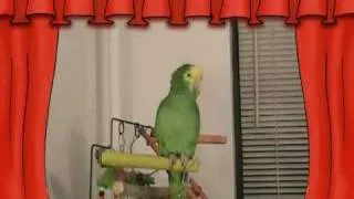 СУПЕР Говорящий попугай Амазон ЮЗИК - Super talking parrot on YouTube