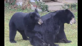 Bears Clip 2