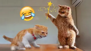 New Funniest Dogs and Cats Videos😀 - Funny Animal Videos 2023😂#3