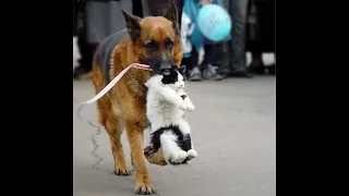 😺 Who lost a cat?! 🐶 Funny video with dogs, cats and kittens! 🐱