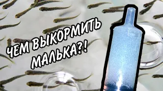 ЧЕМ КОРМИТЬ МАЛЬКА? | Первый корм мальков гуппи, натуральная еда, о живом корме.