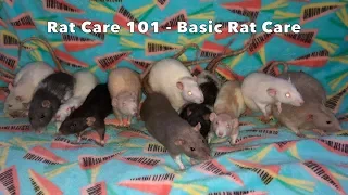 How to Care for Pet Rats