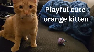 Playful orange kitten