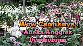 Anggrek Dendrobium Murah di Tengah Kota Jakarta || Taman Anggrek Ragunan