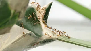 ANTSTORE Weaver Ants - Oecophylla smaragdina and O. longinoda
