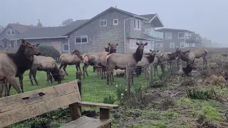 Cannon Beach Oregon with a herd of elk. (From The Goonies)