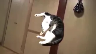 Крутые Коты в прыжке невероятные коты!