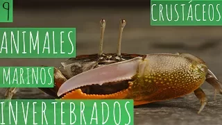 9 ANIMALES MARINOS INVERTEBRADOS - CRUSTÁCEOS