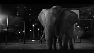 Elephant trail | Christmas advert 2020 | WWF