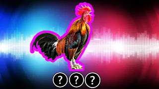 🎧💥🐓13 sound variations of rooster crowing in 60 seconds