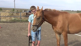 Донской жеребенок Бориска  Видео № 2  Коноблог НХ