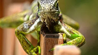 Unveiling the Mysteries: Altun Ha Mayan Ruins & Belize Zoo Adventure with Private Belize Adventure