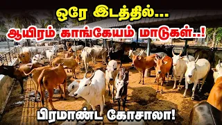 காங்கேயம் மாடுகளுக்கு பிரத்யேக கோசாலா | Erode Gau Seva sangh gaushala | Pasumai Vikatan