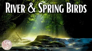 Szum rzeki i śpiew ptaków | Słuchaj przez 15 minut a odzyskasz spokój ducha | Woda i ptaki w lesie