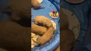 Cockapoo puppy feeding time #yummy #dog