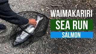 Waimakariri River : Sea Run Salmon