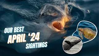 OUR BEST APRIL WHALE WATCHING SIGHTINGS!!