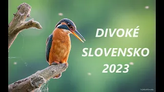 DIVOKÉ SLOVENSKO 2023 /WILD SLOVAKIA 2023/ SLOVAKIA WILDLIFE SHOWREEL 2023 /EUROAPEAN WILDLIFE 2023