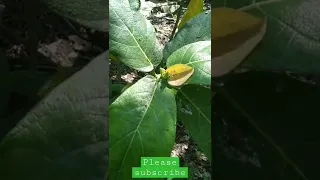 Big Leaf plant #shorts #plants #tree