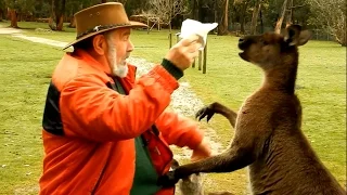 Кенгуру дерутся с человеком: кенгуру против человека. Видео про Австралию