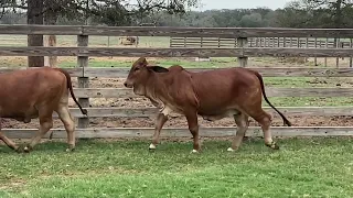 Broken Triangle Cattle-Group 1