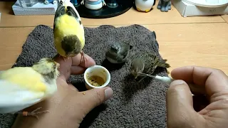 Hand Feeding Canary & Sparrow & Diamond Firetail Finch 20220801