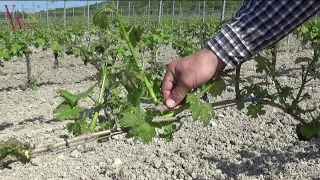 Обломка зеленых побегов / Breaking green shoots off the grapevine