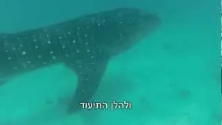 ביקור של כריש לוויתן - אילת - פסח 2013 - Shark Whale - Eilat Mar 2013