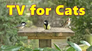 Video for Cats to Watch  ~ 8 Hour Birds for Cats to Watch Extravaganza ⭐ 8 HOURS ⭐